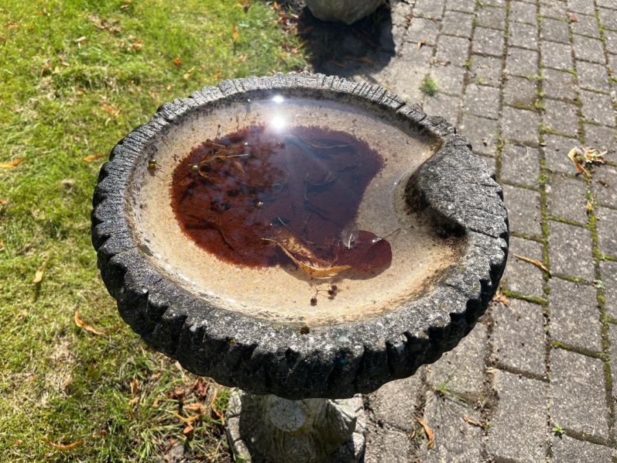 Fuglebad