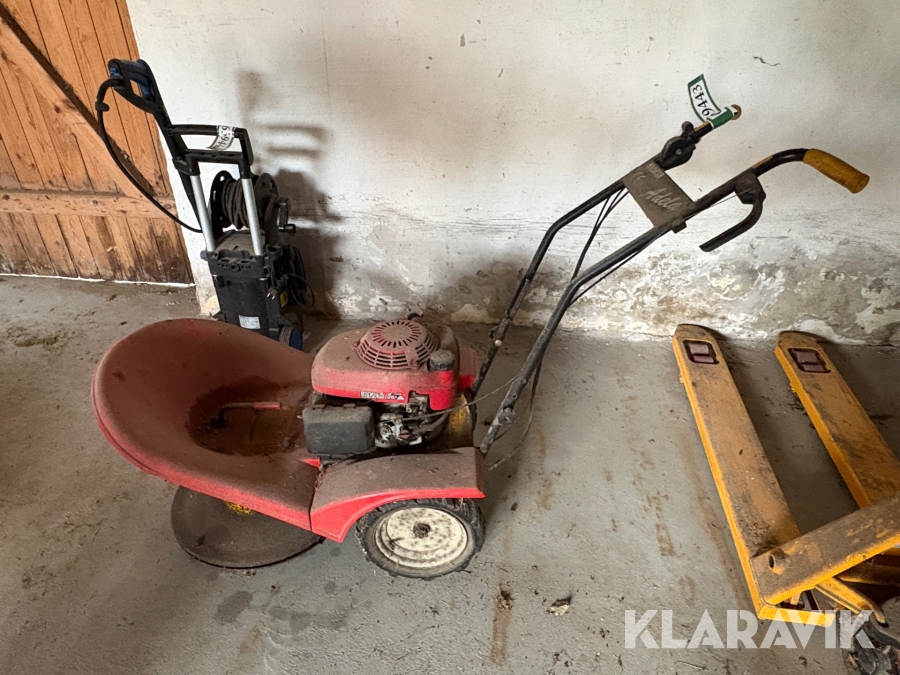 Buskrydder Vari Adela