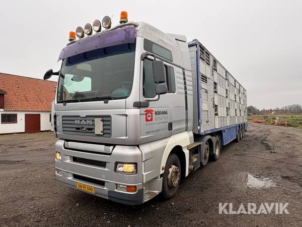 Lastbil Man TGA med anhænger til grisetransport